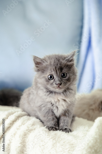 Kitten. Portrait of beautiful fluffy gray kitten. Cat, animal baby. British blue kitten with big eyes sits on beige plaid and looking in camera on blue background