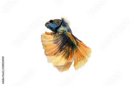 Close up Siamese fighting fish betta splendens  Halfmoon blue and yellow dragon betta   isolated on white background. long fins and tail.  action fish splendens.
