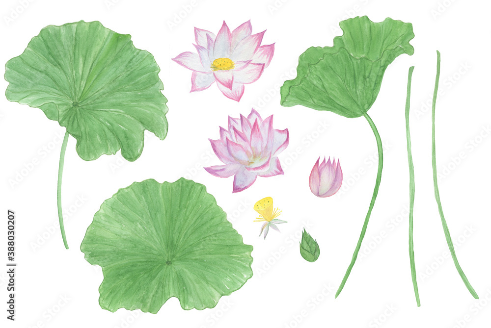 Watercolor painting set of waterlily flowers and leaves isolated on white. Design element for wedding invitation, greeting card Watercolor painting set of waterlily flowers and leaves isolated on white. Design element for wedding invitation, greeting card