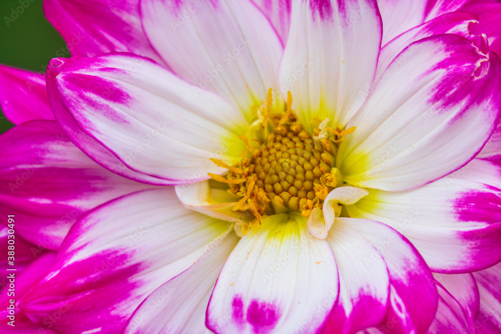 Close up of the dahlia Close up of the dahlia