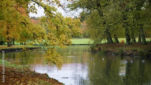 Autumn colored leavs and ducks in a pond in a park on the island Drottningholm in Stockholm