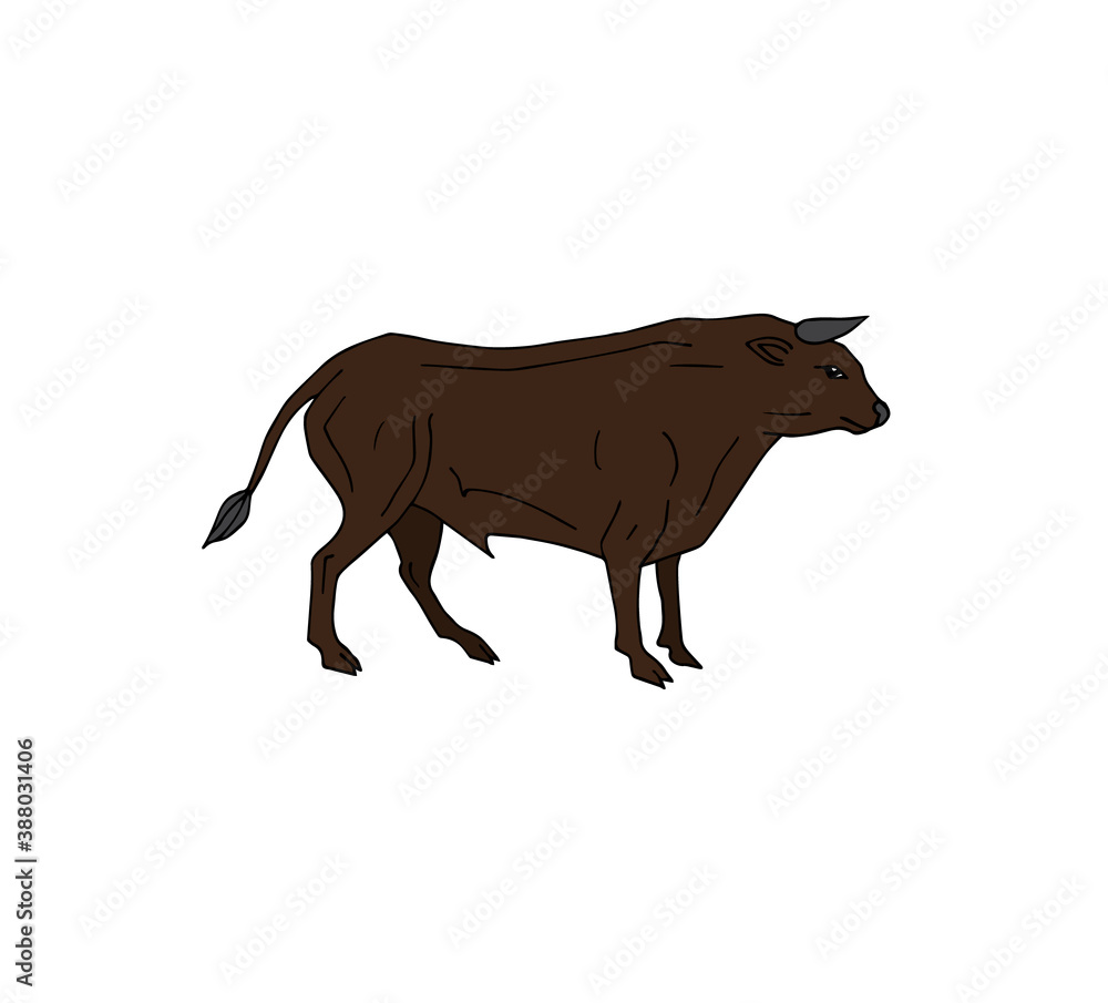 cow cow