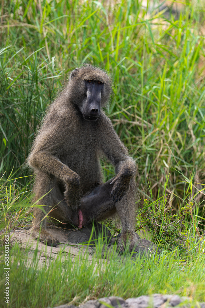 Babouin chacma, Papio ursinus , chacma baboon, Parc national Kruger, Afrique du Sud Babouin chacma, Papio ursinus , chacma baboon, Parc national Kruger, Afrique du Sud