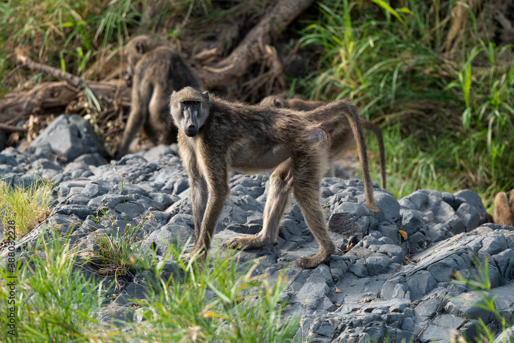 Babouin chacma, Papio ursinus , chacma baboon, Parc national Kruger, Afrique du Sud Babouin chacma, Papio ursinus , chacma baboon, Parc national Kruger, Afrique du Sud