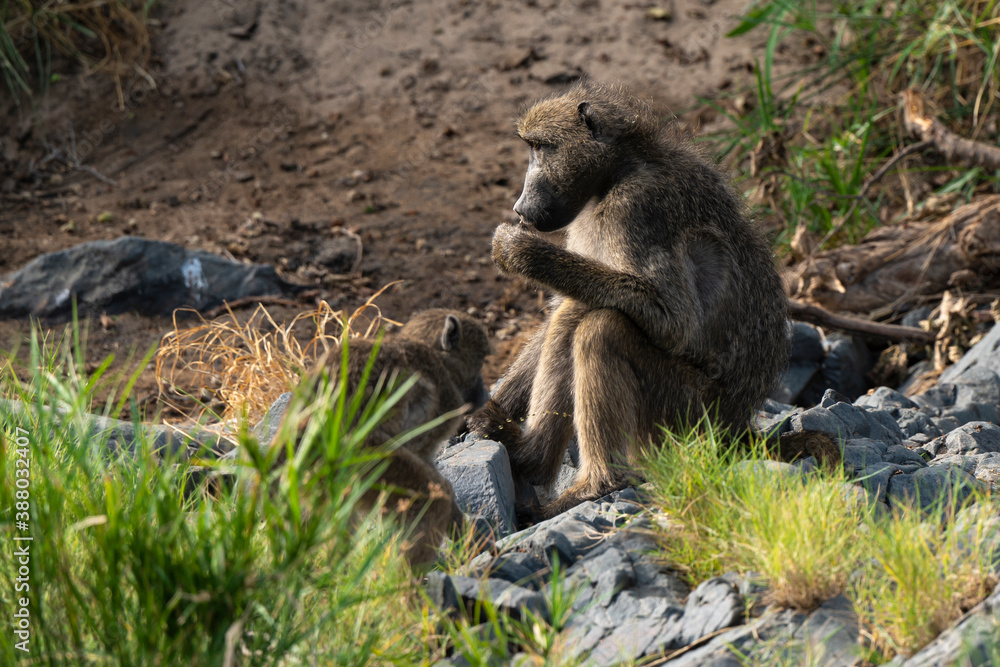 Babouin chacma, Papio ursinus , chacma baboon, Parc national Kruger, Afrique du Sud Babouin chacma, Papio ursinus , chacma baboon, Parc national Kruger, Afrique du Sud