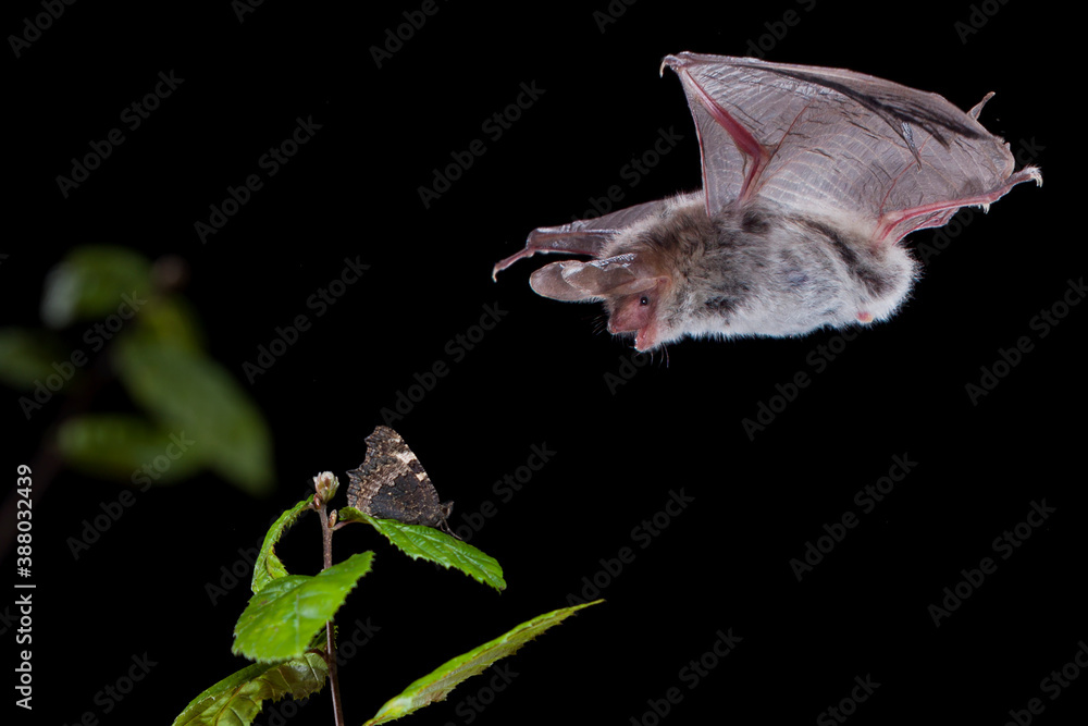 Bechstein's bat, Myotis bechsteinii