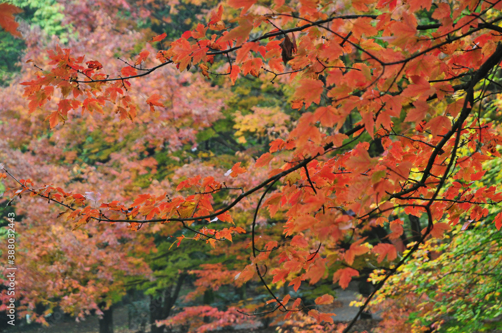 Foliage d'autunno a Basiglio - Parco Sud Milano Foliage d'autunno a Basiglio - Parco Sud Milano