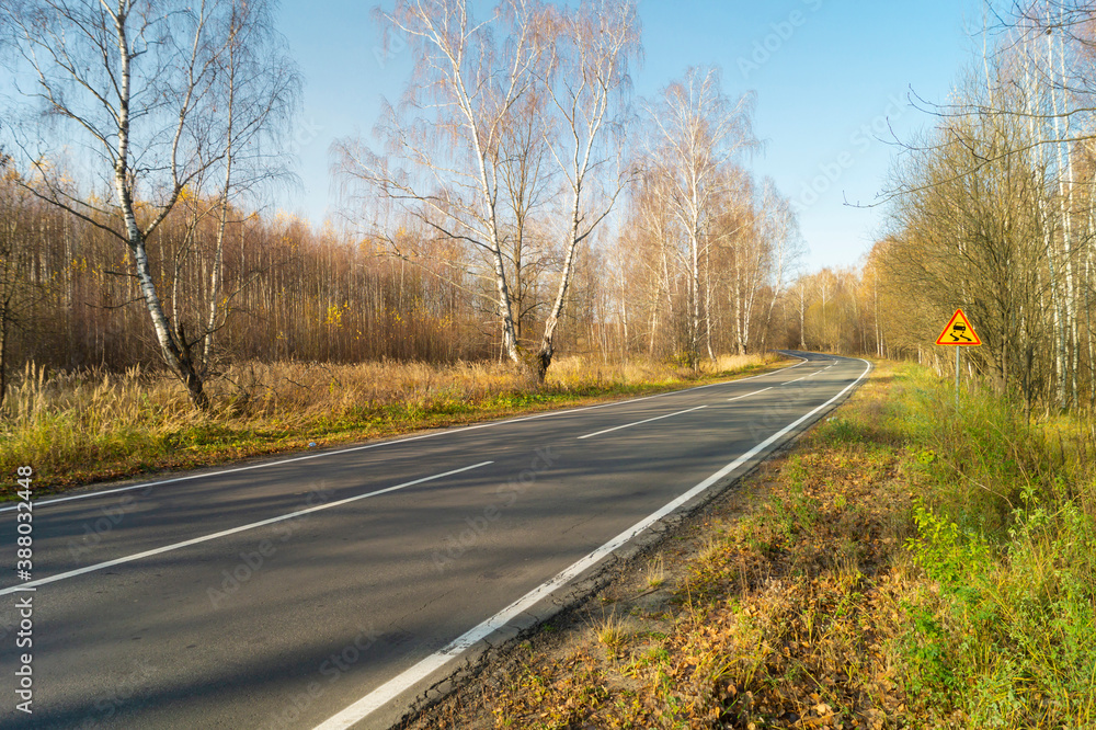 Fototapeta premium Road with asphalt through birch wood by autumn
