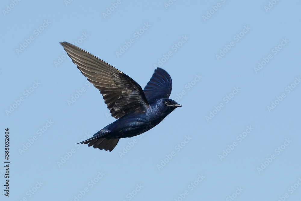 Purple Martin, Progne subis Purple Martin, Progne subis