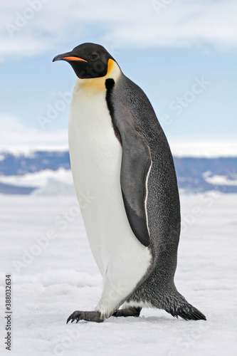 Emperor Penguin  Aptenodytes forsteri