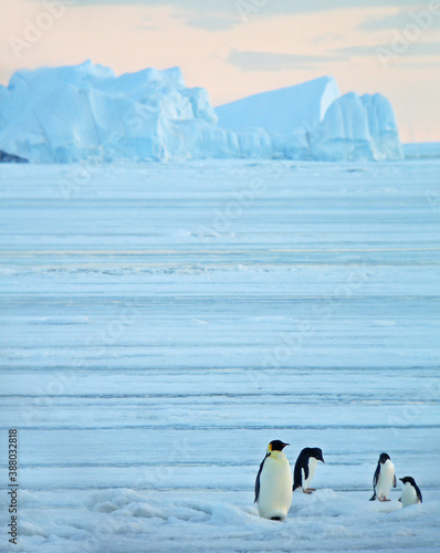 Emperor Penguin  Aptenodytes forsteri