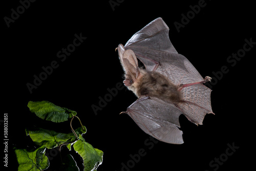Fototapeta Naklejka Na Ścianę i Meble -  Gewone Grootoorvleermuis, Brown Long-eared Bat, Plecotus auritus