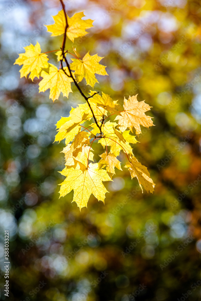 Autumn background-yellow maple leaves in the city Park
Autumn background-yellow maple leaves in the city Park