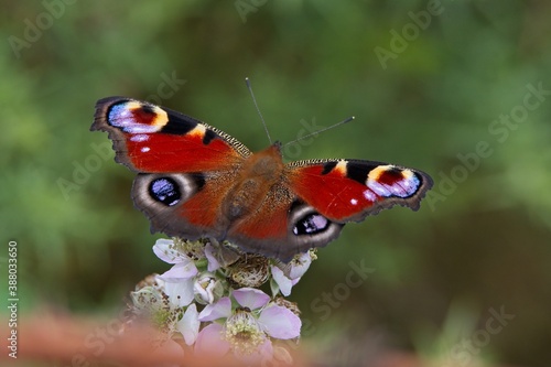 peacock butterfly on a white flower 