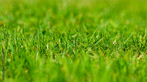 Green grass close-up in the focus