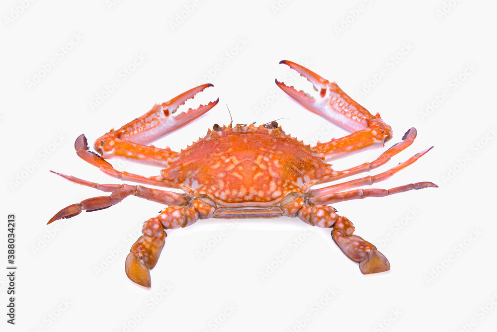 Cooked blue swimmer crab or Sand crab isolated on white background.