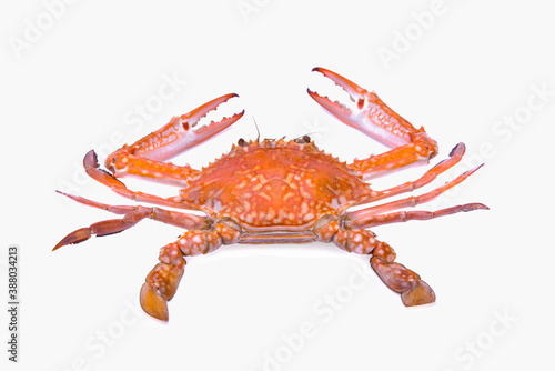 Cooked blue swimmer crab or Sand crab isolated on white background. photo