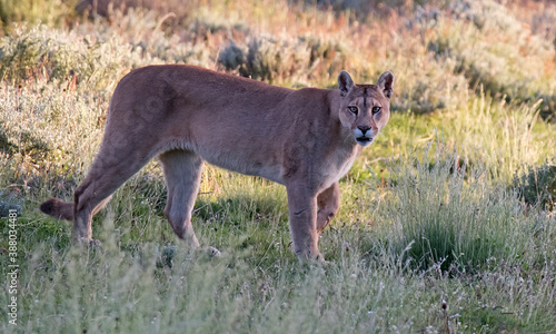 Cougar, Puma concolor concolor