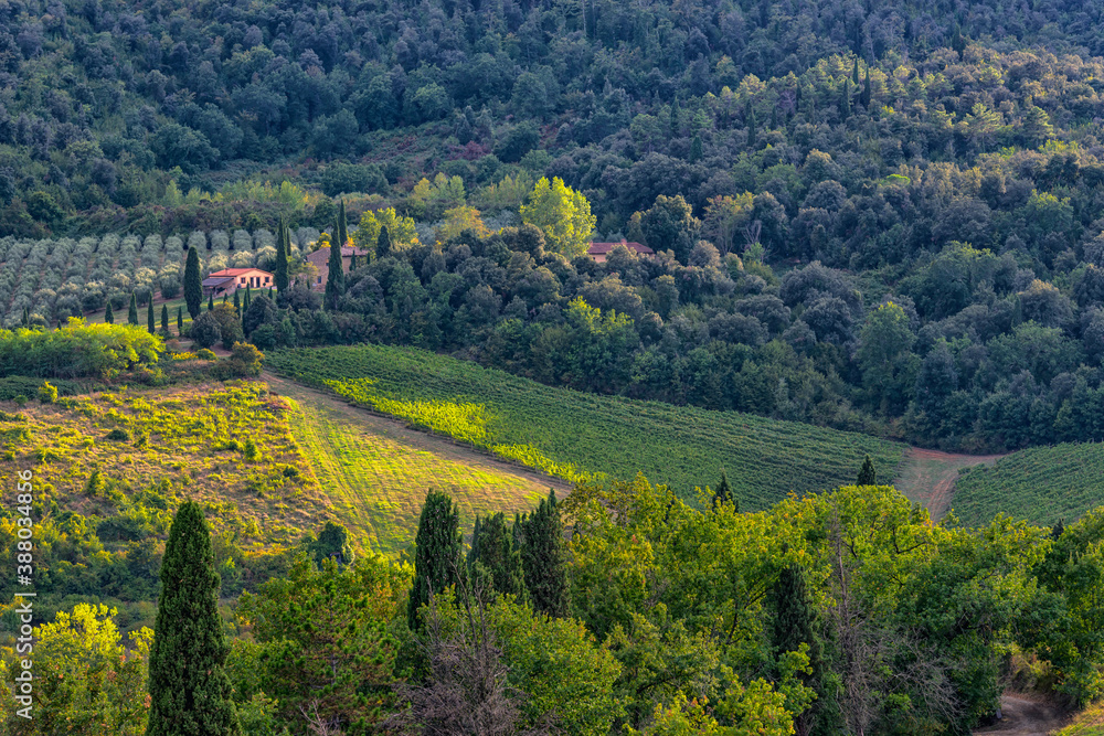 Hügelige Landschaft mit Zypresse und Wein in der Toskana, Italien