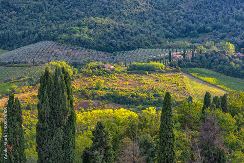 H  gelige Landschaft mit Zypresse und Wein in der Toskana  Italien