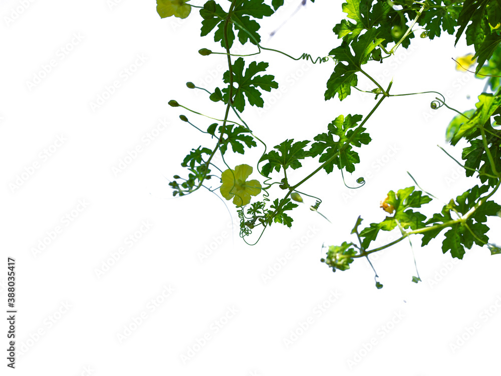 The shoots and flowers of the pumpkin tree isolate On the white background. The shoots and flowers of the pumpkin tree isolate On the white background.