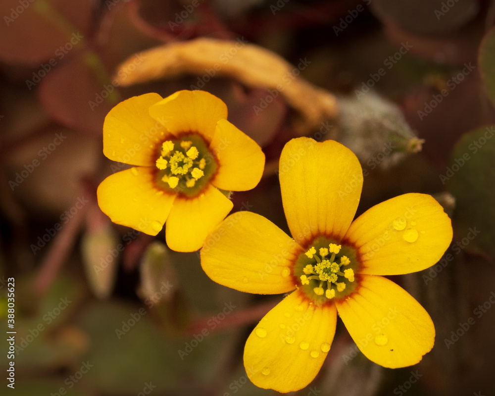Obraz premium Close up of yellow flower