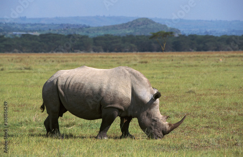 Northern White Rhinoceros, Ceratotherium simum cottoni © AGAMI