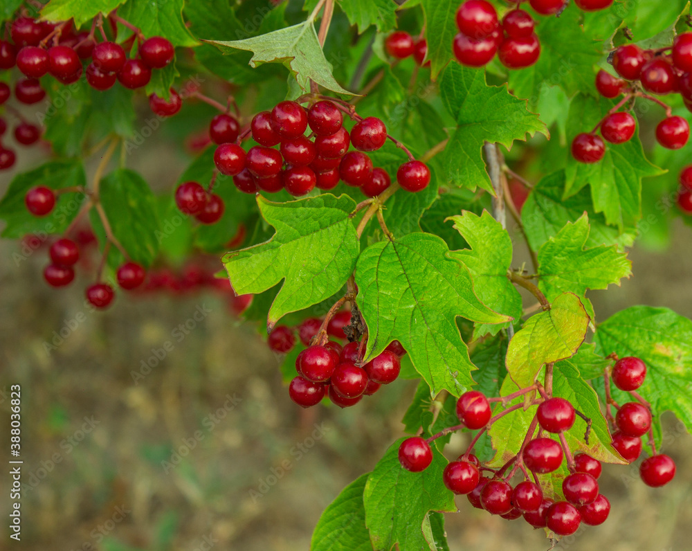 Bunch of red viburnum berries on a branch. Red viburnum vulgaris branch in the garden. Viburnum (viburnum opulus) berries and leaves outdoor in autumn fall Bunch of red viburnum berries on a branch. Red viburnum vulgaris branch in the garden. Viburnum (viburnum opulus) berries and leaves outdoor in autumn fall