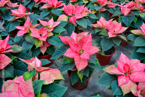 Flower carpet of bright pink with white poinsettia known as the Christmas or Bethlehem star with variegated leaves. Variety da vinci, jester or cortez pink. Festive and flower background photo