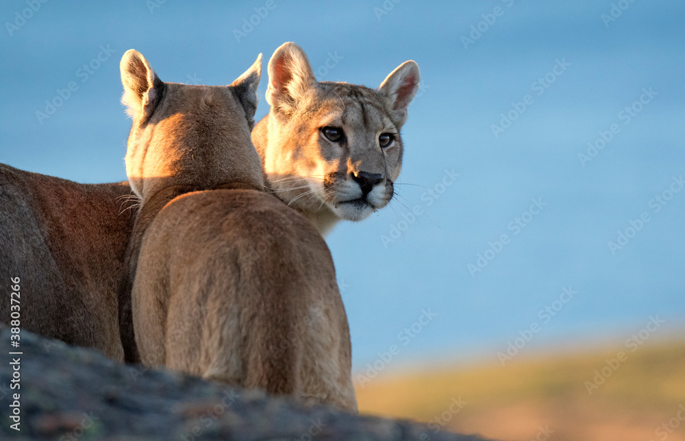 Fotografie Cougar, Puma concolor concolor