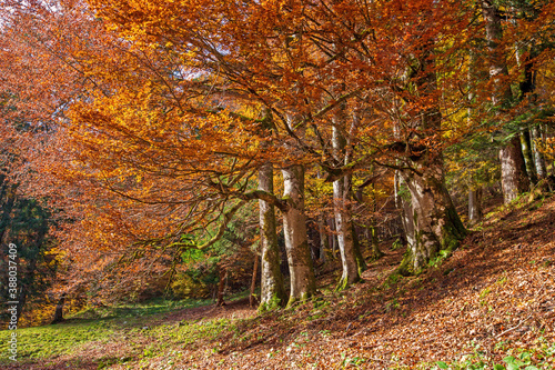 Herbst - Bäume - Wald - eingefärbt - Alpen - Blätter photo