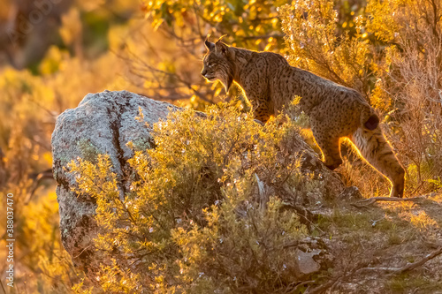 Iberian lynx, Lynx pardinus