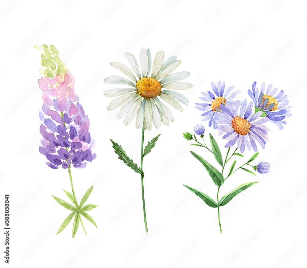 Fototapeta premium set of watercolor garden white and lilac flowers chamomile, lupine. hand painted on white background close up