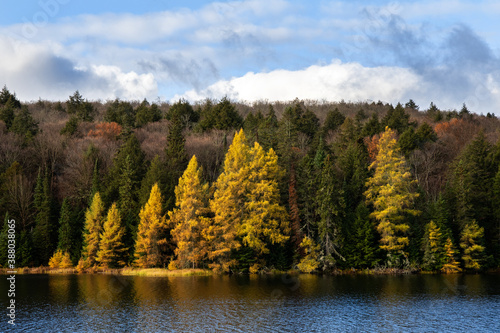 Tamarack trees in autumn landscape with lake