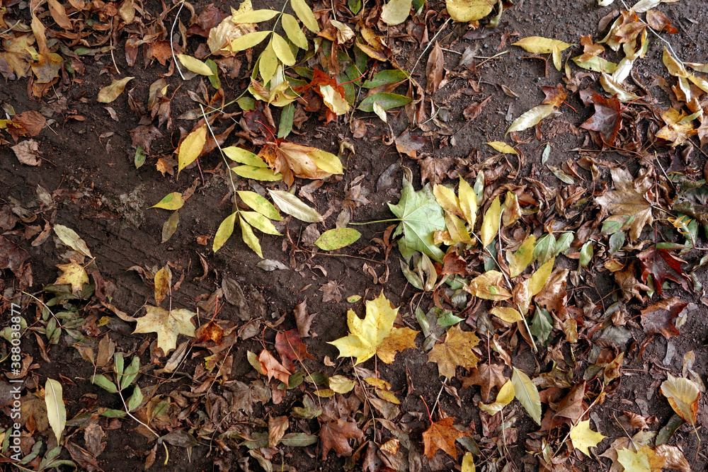 Dry fallen leaves on ground. Dry fallen leaves on ground.