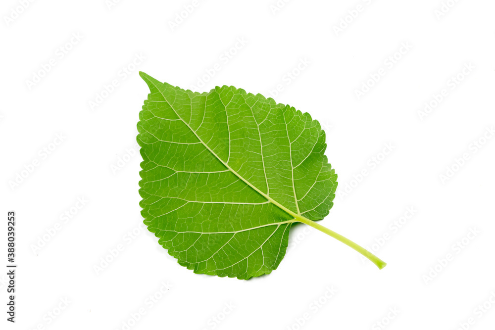 Back side mulberry leaf isolated on white background. Back side mulberry leaf isolated on white background.