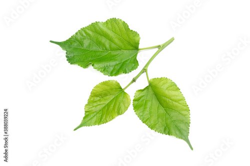 Mulberry Branches with leaf isolated on white background.