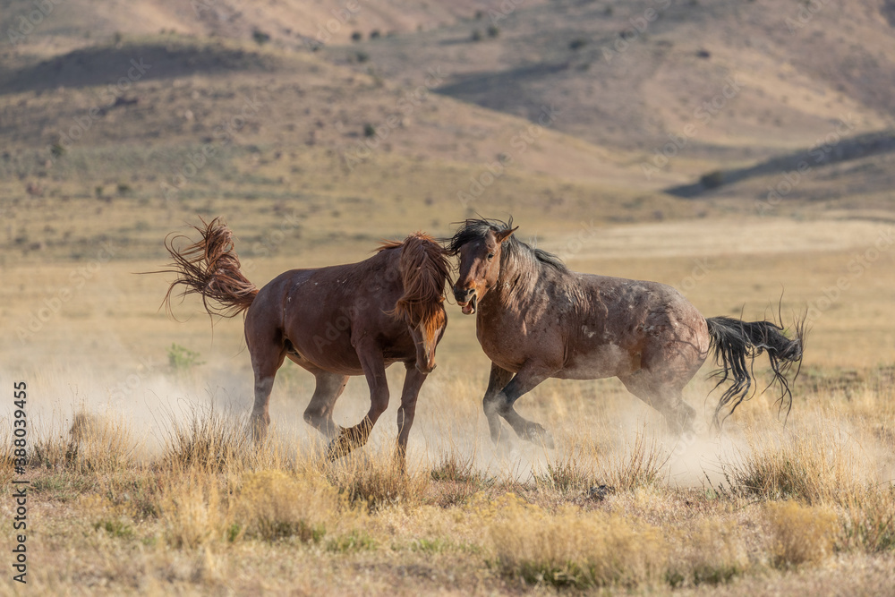 Wild Horse Stallions Fighting in the Utah Desert Wild Horse Stallions Fighting in the Utah Desert