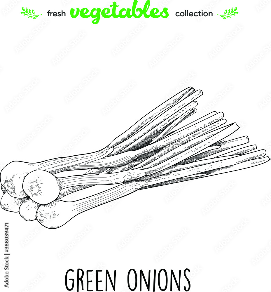 Green onions. Detailed line art. Freehand drawing. Vector vegetables. Collection of fresh