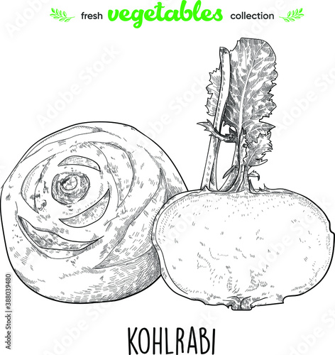 Kohlrabi. Detailed line art. Freehand drawing. Vector vegetables. Collection of fresh vegetables.