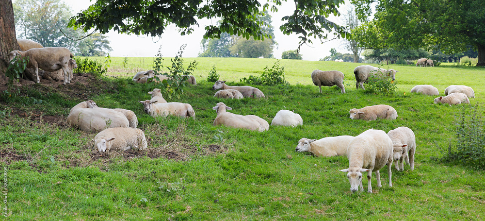 Fototapeta premium sheep flock under a tree