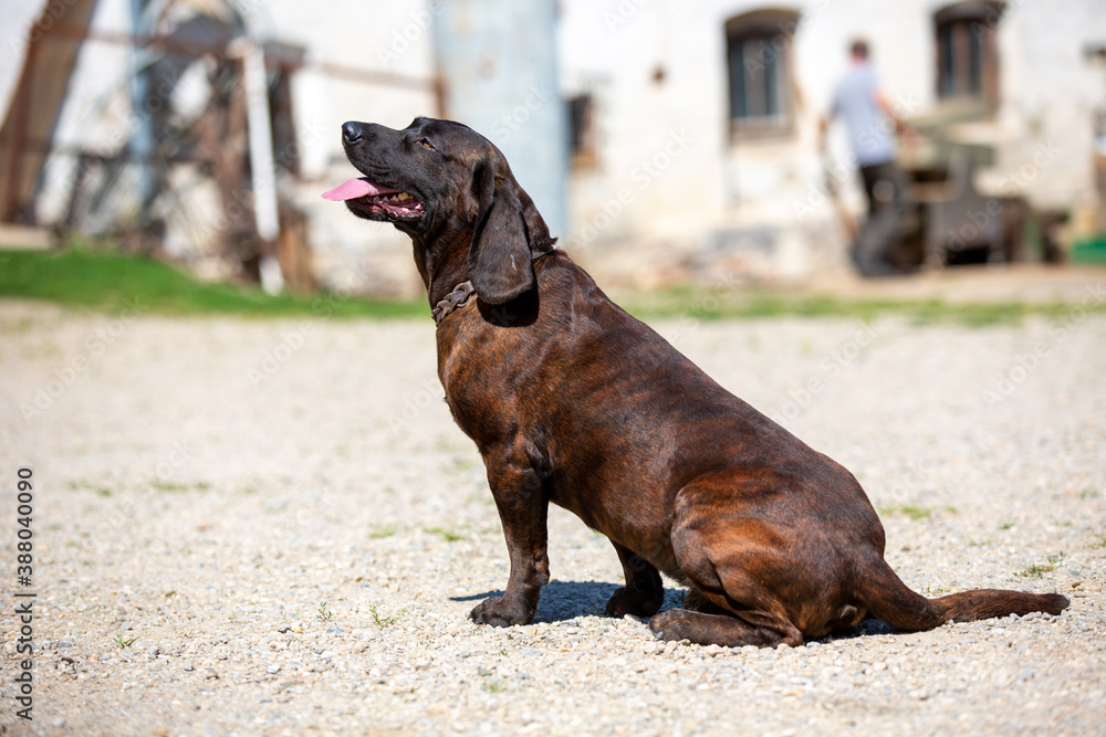 Obraz premium Portrait of a german shorthaired pointer dog