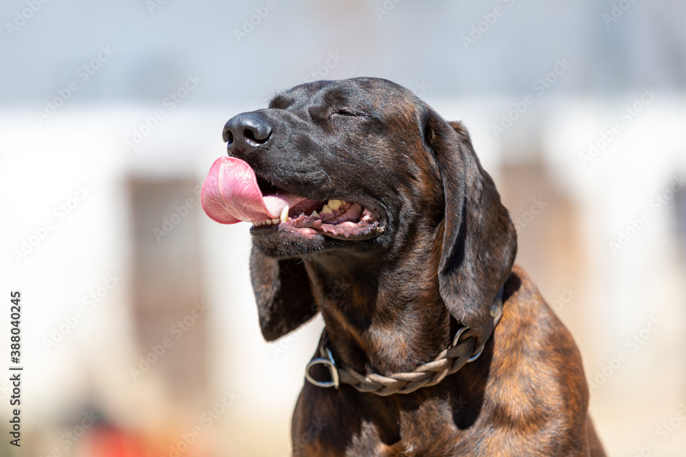 Portrait of a german shorthaired pointer dog