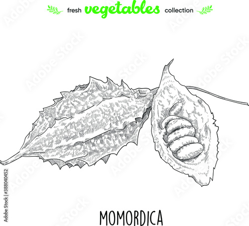 Momordika. Detailed line art. Freehand drawing. Vector vegetables. Collection of fresh vegetables. photo