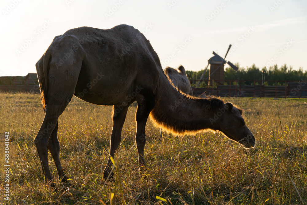 Fototapeta premium backlit camel against the background of the mill