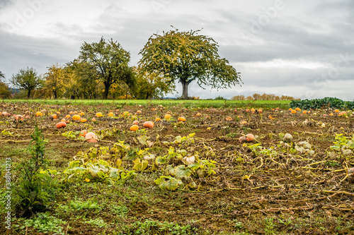 Reife Speisekürbisse auf einem Feld im Herbst