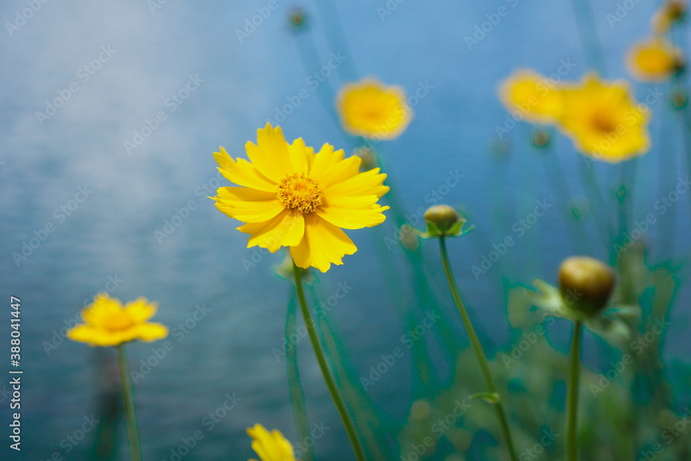 Yellow flowers in the field