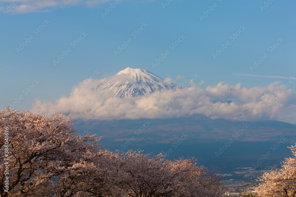 Obraz premium 雁堤の桜と富士山