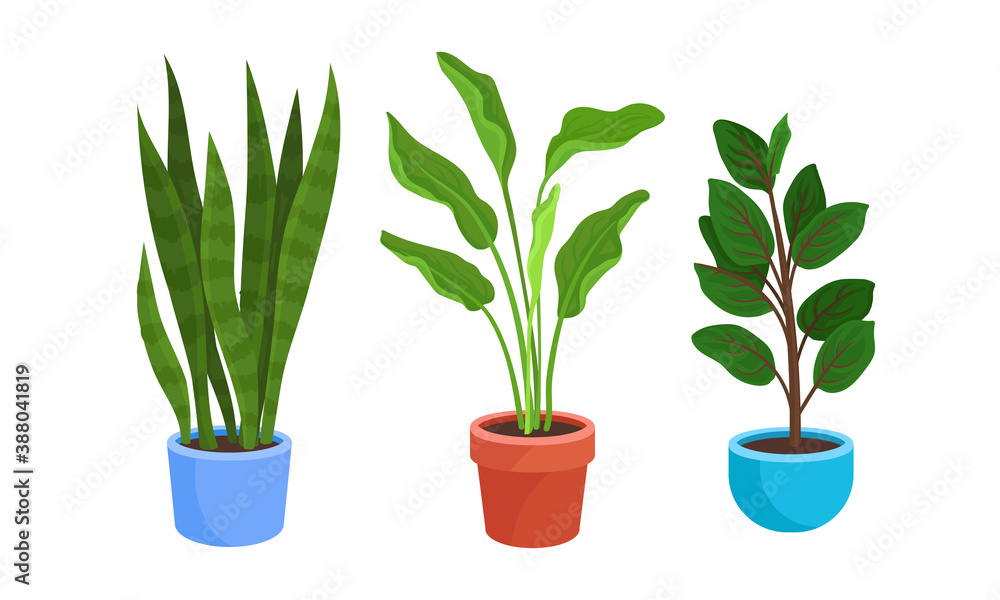Fototapeta premium Flowers and Plants Growing in Ceramic Pots Vector Set