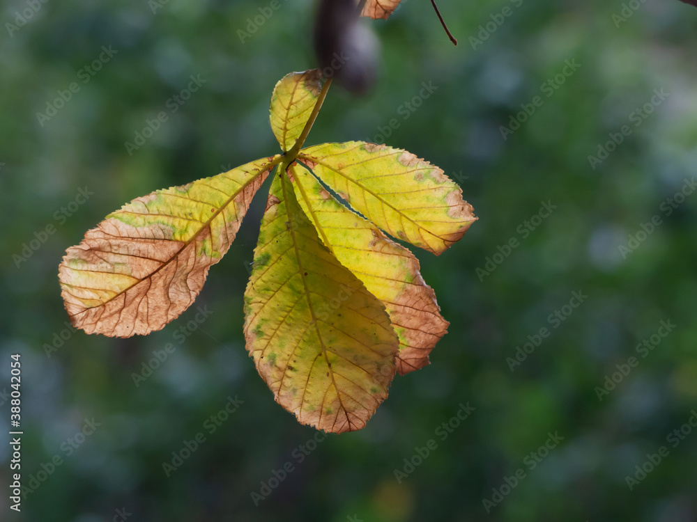 autumn leaves on the tree autumn leaves on the tree
